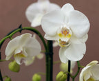 Phalonopsis Silver Light Medium Orchid Plant