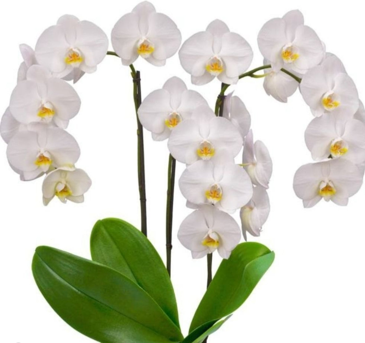 Phalonopsis Silver Light Medium Orchid Plant