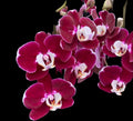 Phalonopsis Hot Chili Medium Orchid Plant