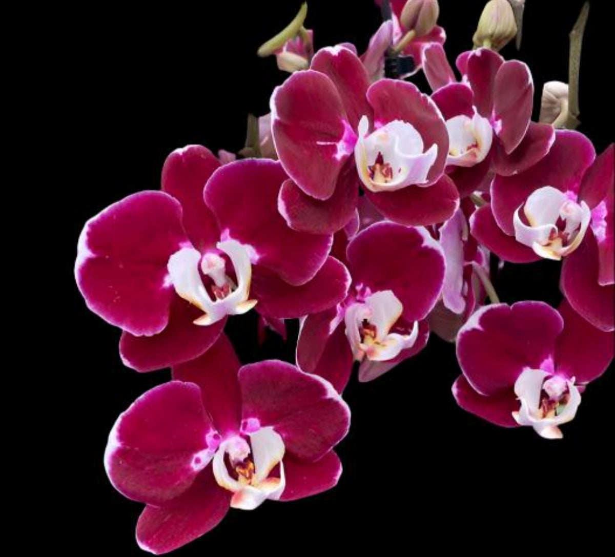 Phalonopsis Hot Chili Medium Orchid Plant