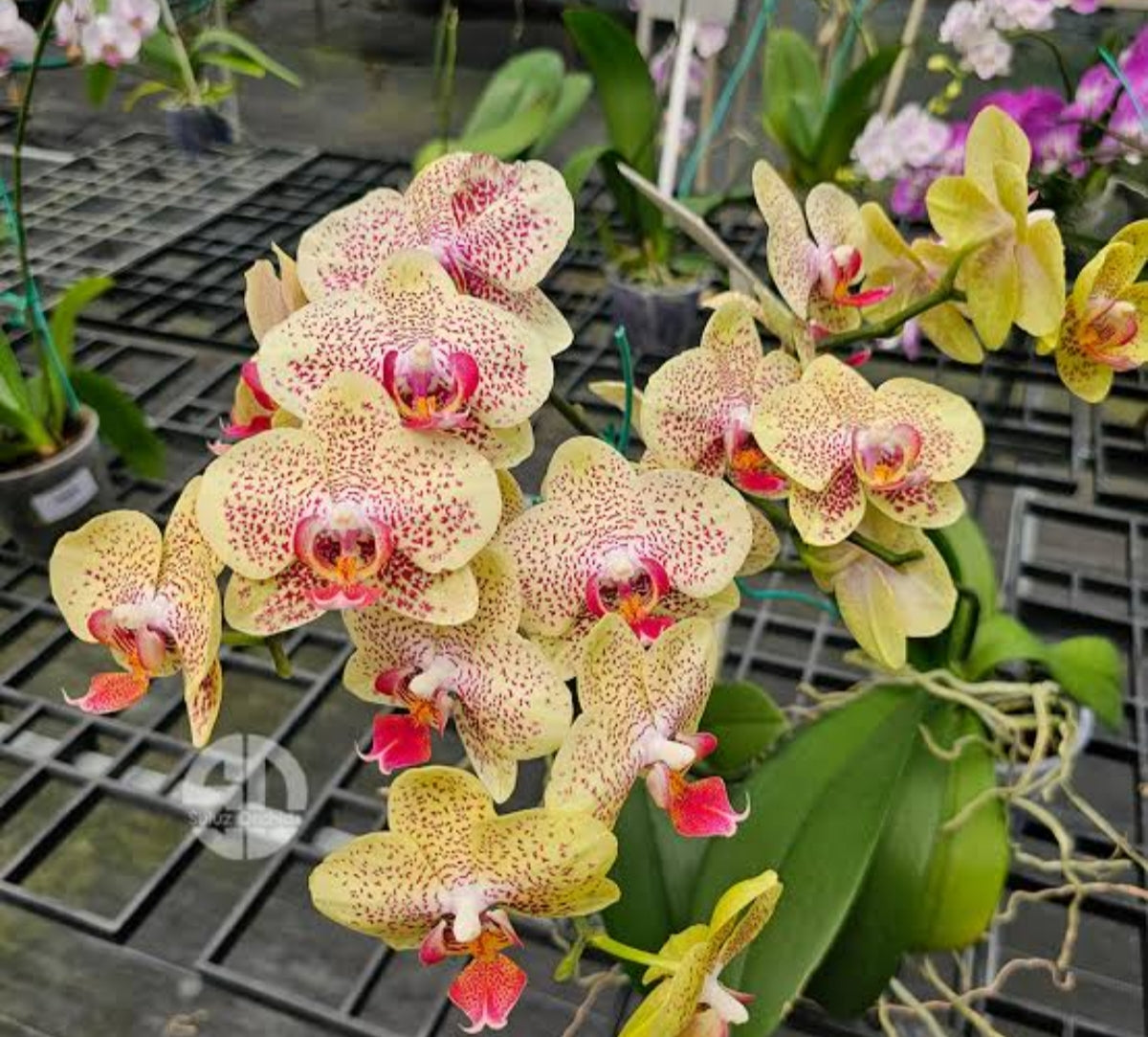Phalonopsis Fency Freckles Medium Orchid Plant