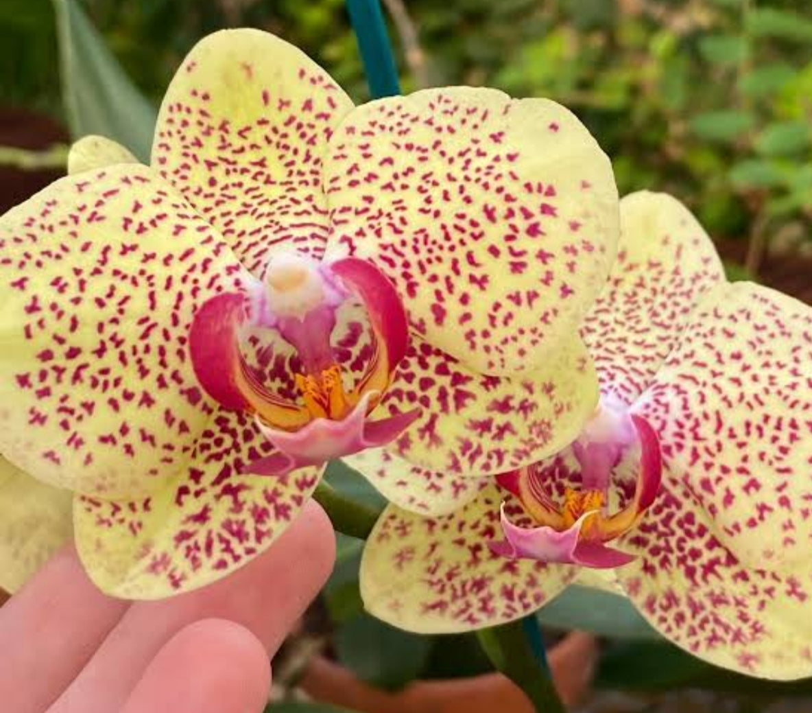 Phalonopsis Fency Freckles Medium Orchid Plant