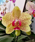 Phalonopsis Fency Freckles Medium Orchid Plant
