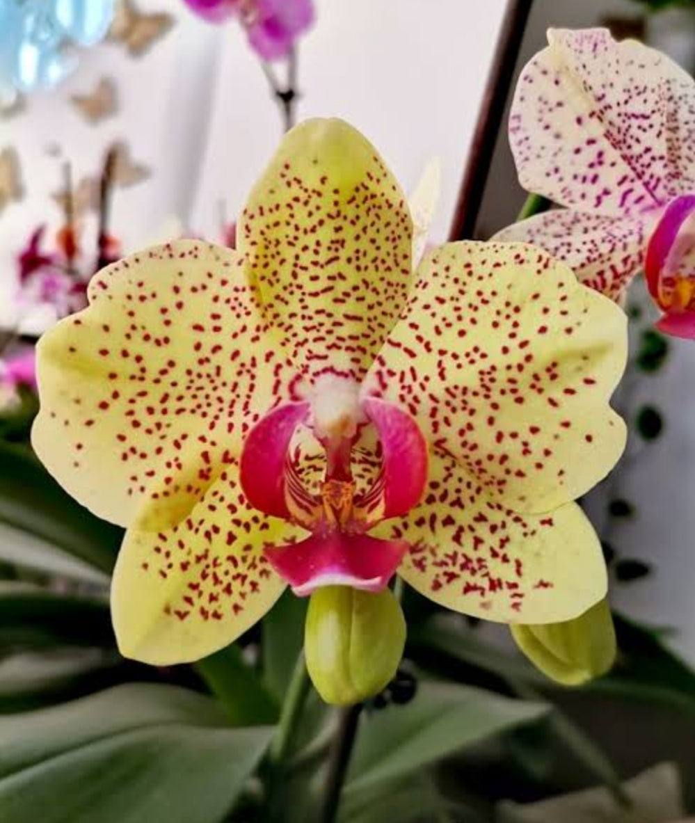 Phalonopsis Fency Freckles Medium Orchid Plant