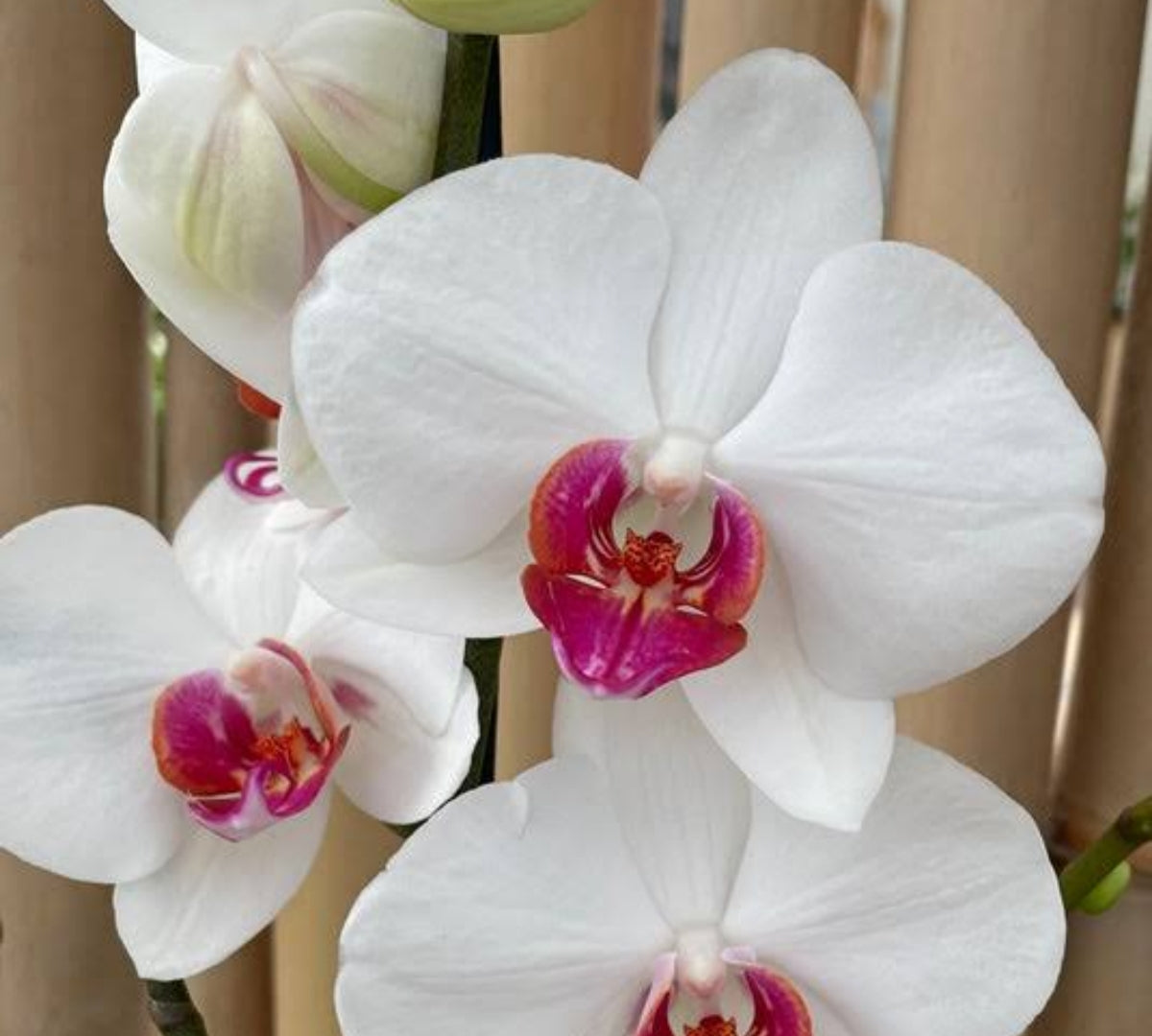 Phalaenopsis Red Eye Medium Orchid Plant