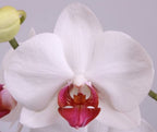 Phalaenopsis Red Eye Medium Orchid Plant