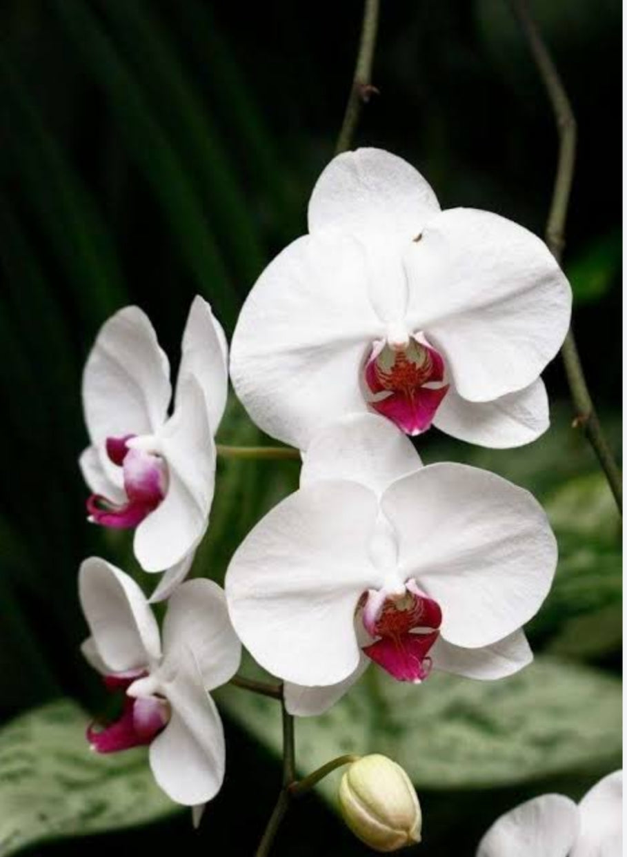 Phalaenopsis Red Eye Medium Orchid Plant
