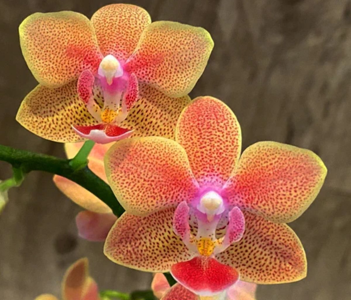 Phalaenopsis Sunset Love  Medium Orchid Plant