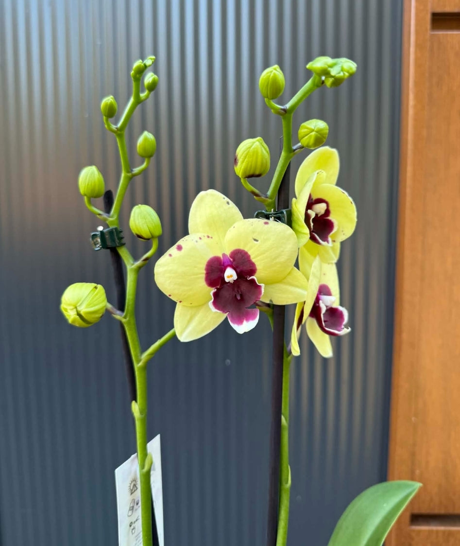 Phalaenopsis  Talking Durm  Medium Orchid Plant