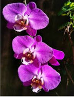 Phalaenopsis Lady Fantasy Medium Orchid Plant
