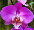 Phalaenopsis Lady Fantasy Medium Orchid Plant