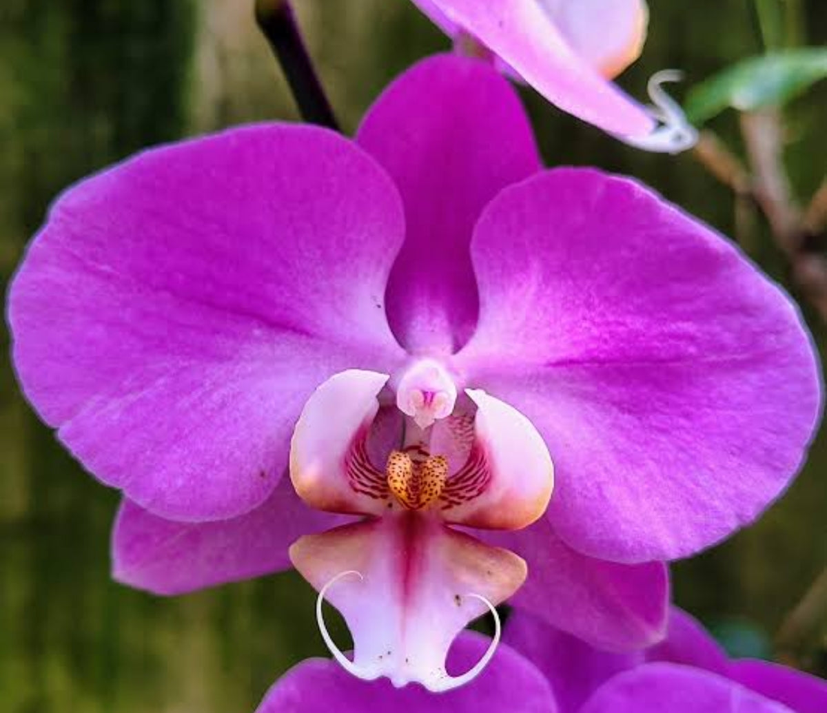 Phalaenopsis Lady Fantasy Medium Orchid Plant