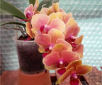 Phalaenopsis Garzia Medium Orchid Plant