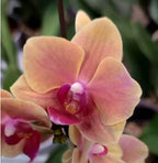 Phalaenopsis Garzia Medium Orchid Plant