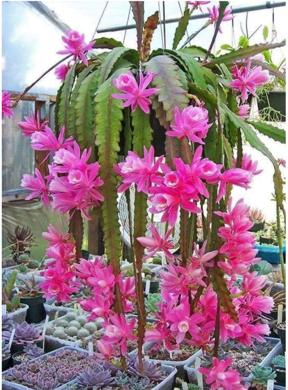 Brahma Kamal Pink Hanging. Plant