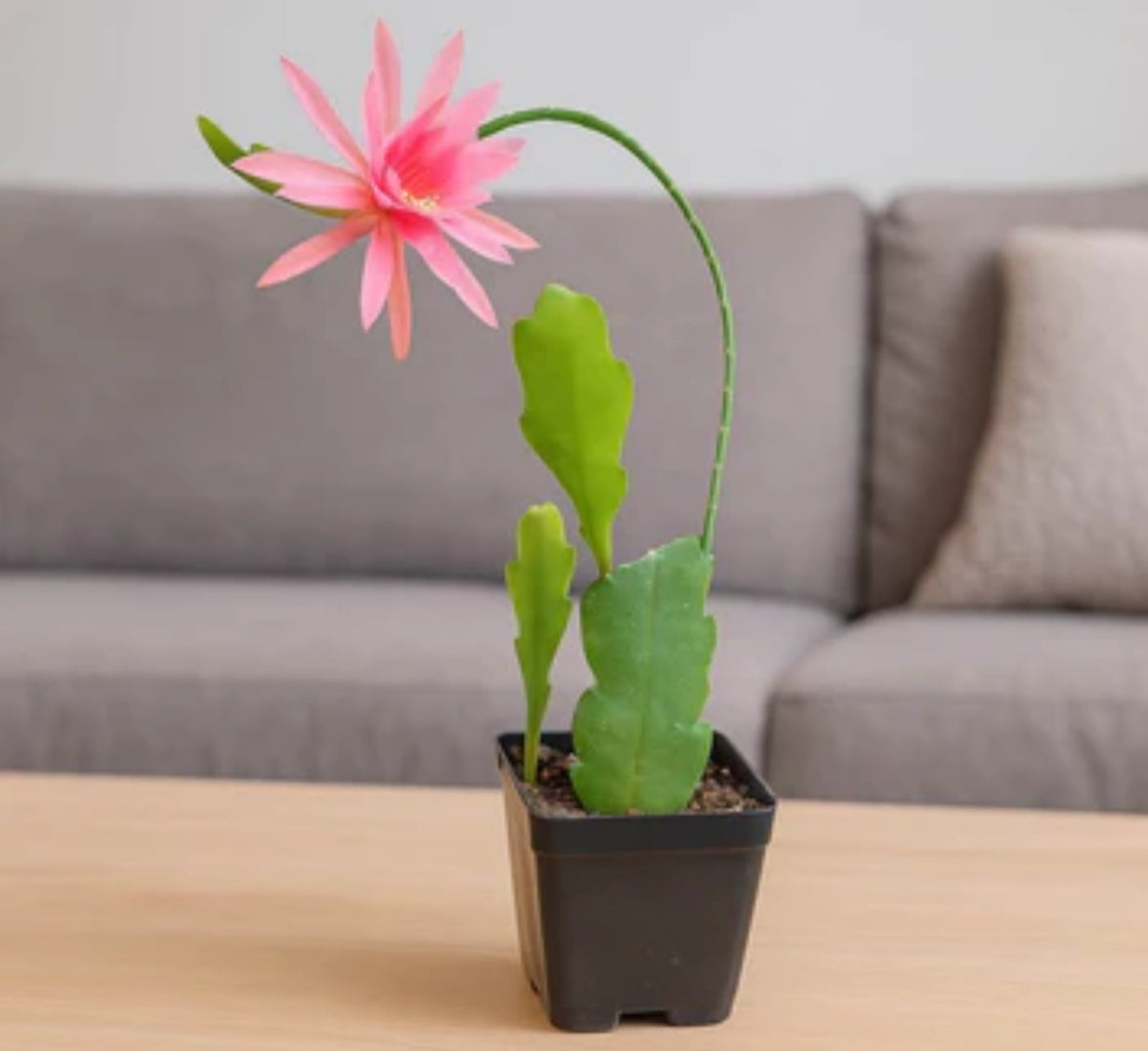 Brahma Kamal Pink Hanging. Plant