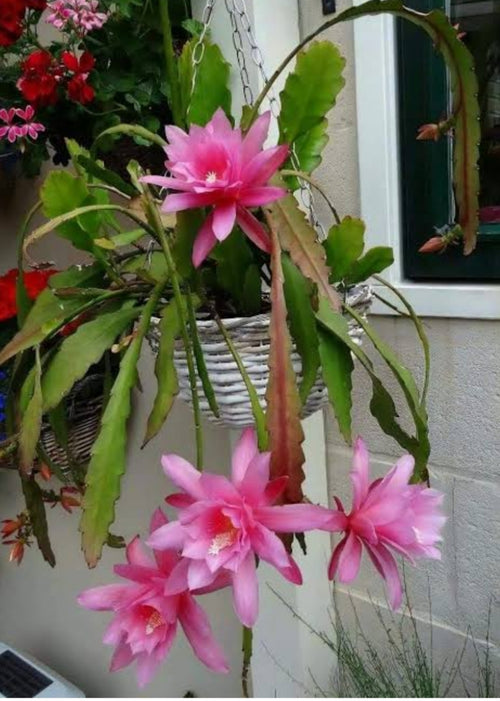 Brahma Kamal Pink Hanging. Plant