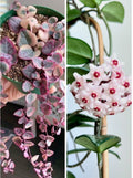 Combo Of String Of Heat  Hanging Plant