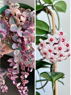 Combo Of String Of Heat  Hanging Plant