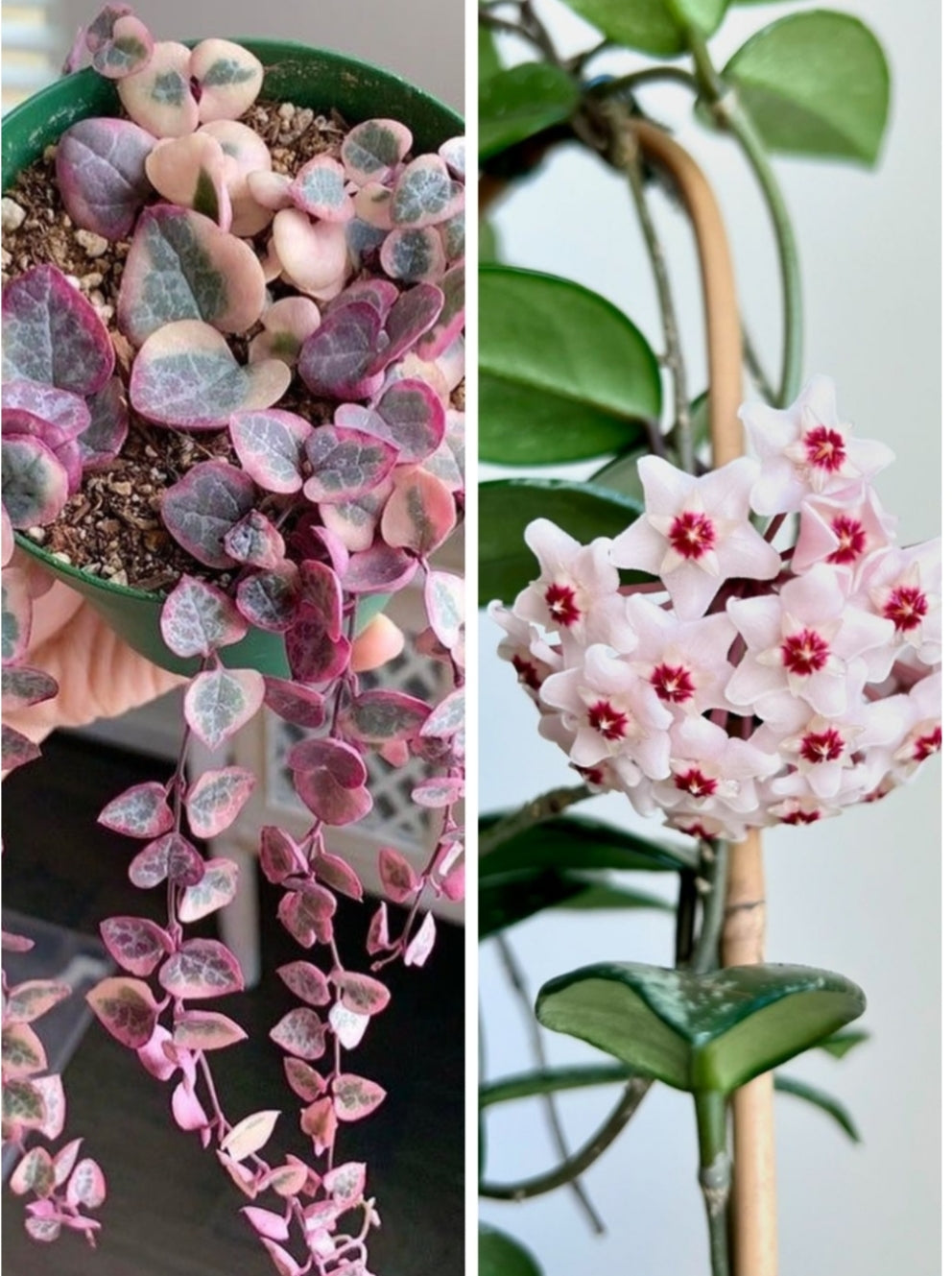 Combo Of String Of Heat  Hanging Plant