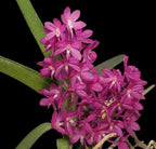Ascocentrum Ampullaceum Spesis Orchid Plant