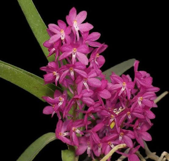 Ascocentrum Ampullaceum Spesis Orchid Plant