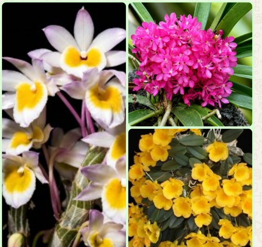 OrchidZone Rare Mini Orchid Combo —Pack Of 03