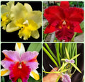 Cattleya orchid Combo -Pack Of 04