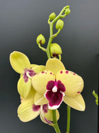 Phalaenopsis  Talking Durm  Medium Orchid Plant