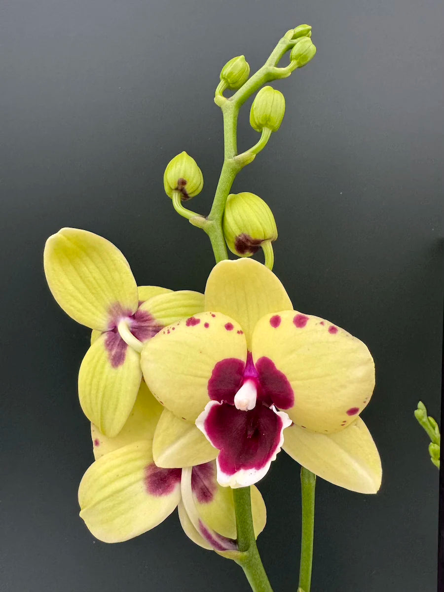 Phalaenopsis  Talking Durm  Medium Orchid Plant