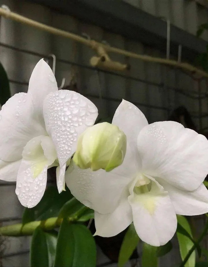 Dendrobiom White Diamond Hybrid Orchid Plant