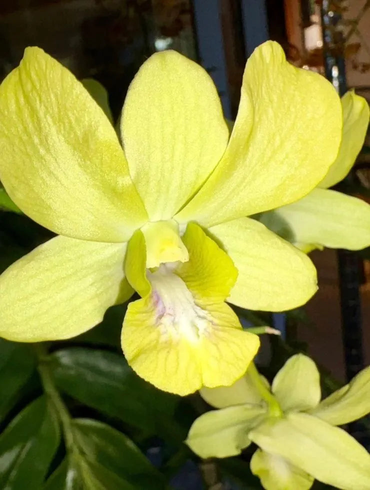 Dendrobiom. Burana Green X Cruentum Plant