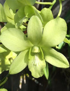 Dendrobiom Areedang Green Hybrid Orchid Plant