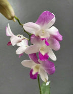 Dendrobiom Airy Diamond Hybrid Orchid Plant