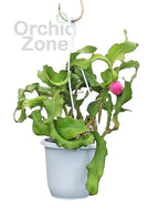 Mini Dragon Fruit Indoor Plant
