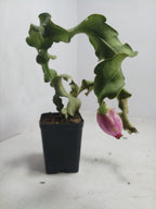 Mini Dragon Fruit Indoor Plant