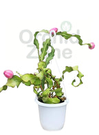 Mini Dragon Fruit Indoor Plant