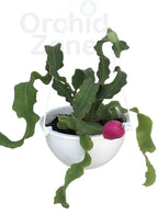 Mini Dragon Fruit Indoor Plant