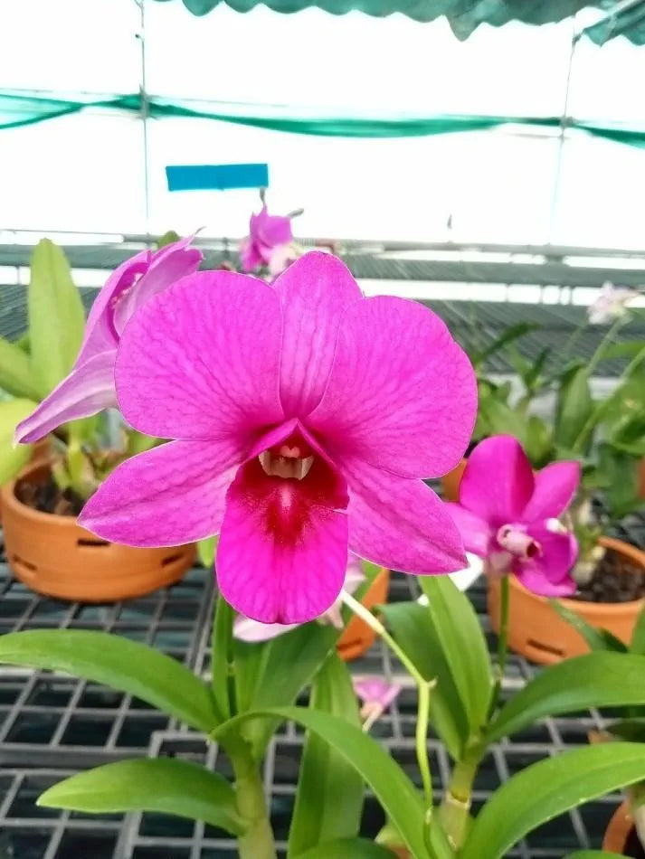 Dendrobium Ladda Red X Burana Pink Hybrid Orchid Plant