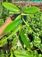 Hoya Pubicalyx Pink Silver Plant