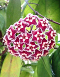 Hoya Pubicalyx Pink Silver Plant