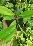 Hoya Pubicalyx Pink Silver Plant