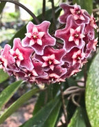 Hoya Pubicalyx Pink Silver Plant
