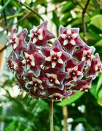 Hoya Pubicalyx Pink Silver Plant