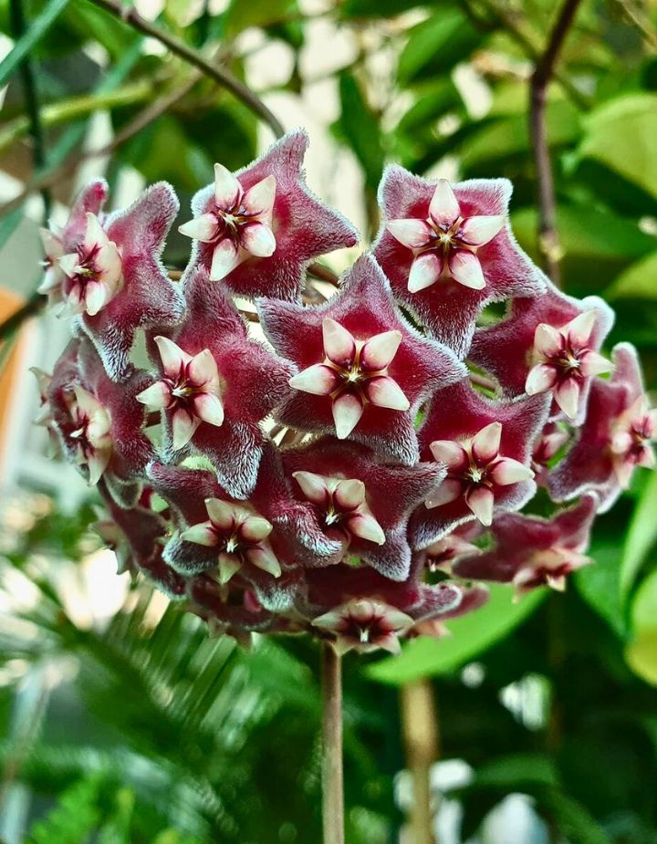 Hoya Pubicalyx Pink Silver Plant