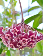 Hoya Pubicalyx Pink Silver Plant