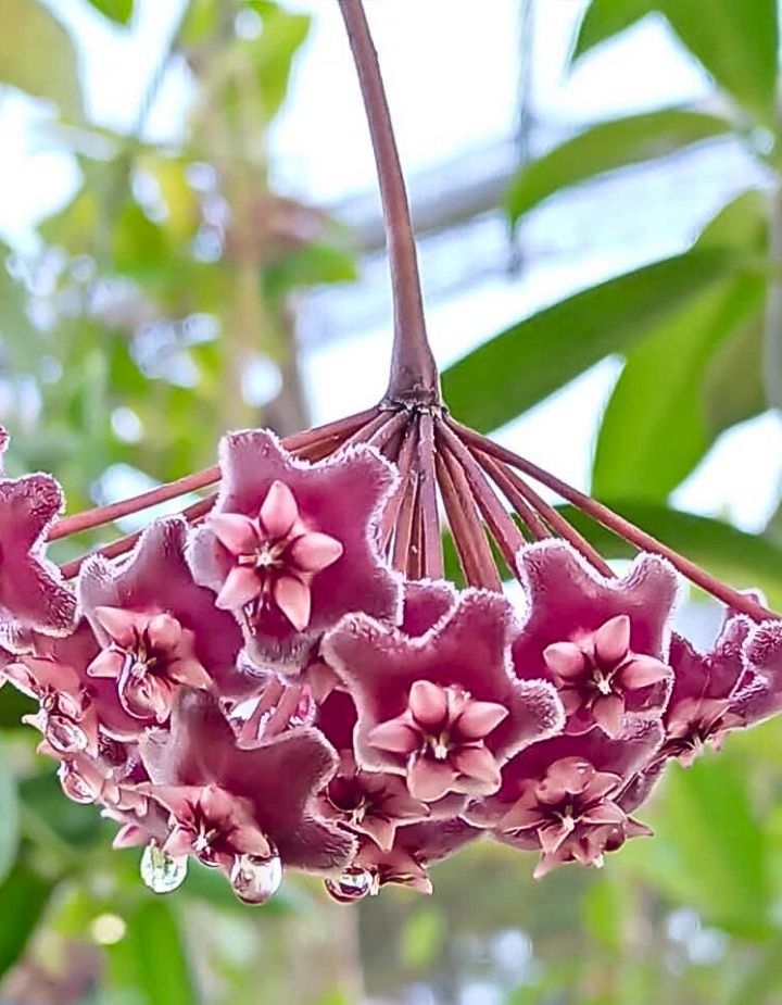 Hoya Pubicalyx Pink Silver Plant