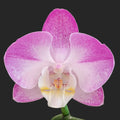 Phalaenopsis Holiday Orchid Plant