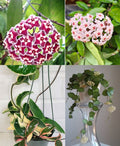 Hanging Hoya Indoor Plant Combo of 4