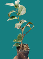 Camellia White Plant